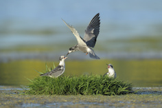 Trauerseeschwalbe Bildnachweis