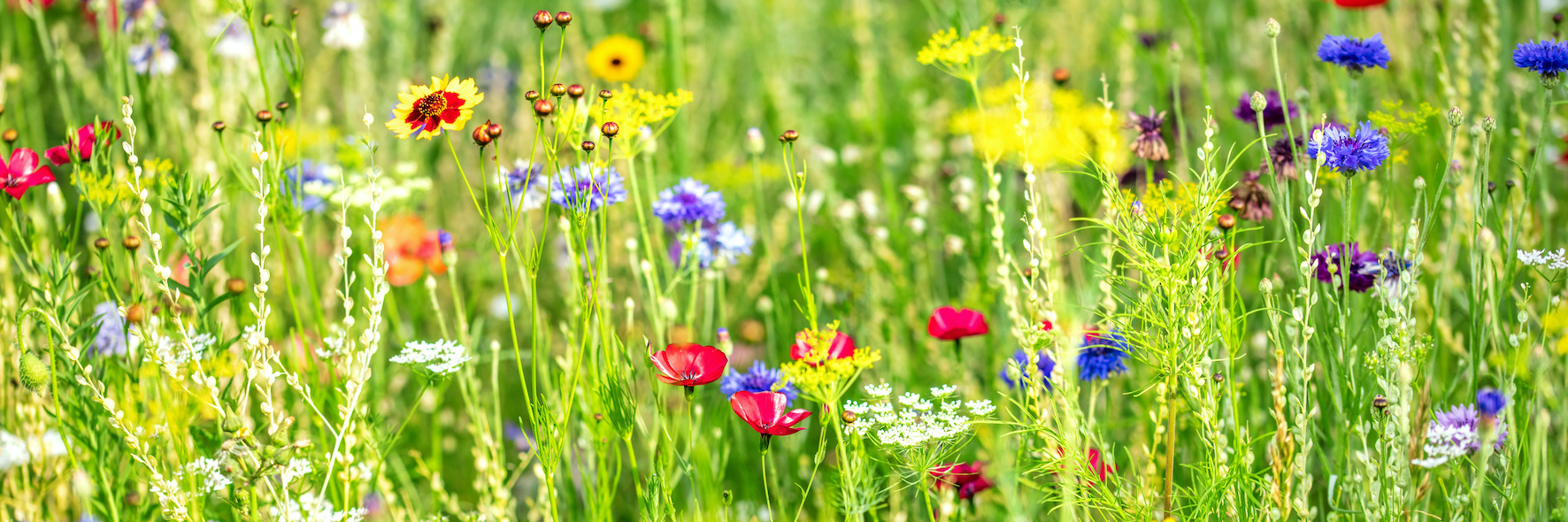 Blumenwiese