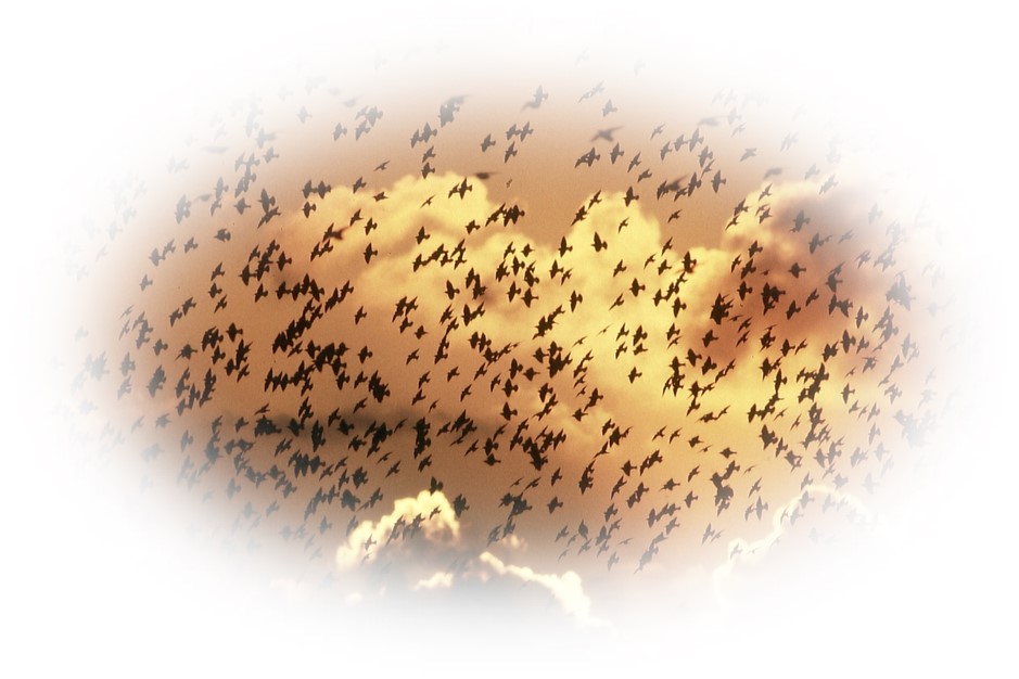 Gemeinschaft der Stare - Sort Sol (Schwarze Sonne) Gemeinschaft der Stare - Sort Sol (Schwarze Sonne)